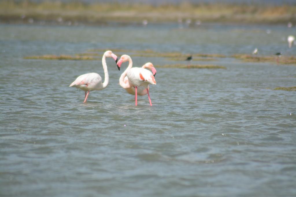 B&B Terre Del Sinis Кабрас Экстерьер фото